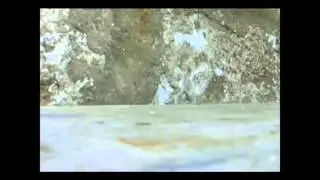 kaķim  ļoti nepatīk suņi