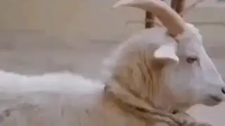 Приколна