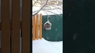 Сойка-воровка😃🤭