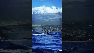 Our 2023 Hawaii trip on maui