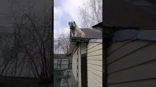 собака скалолаз 