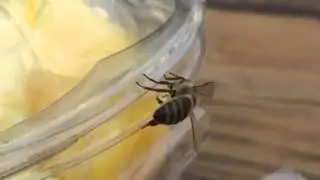 Honey Bees Have Wierd Tongues