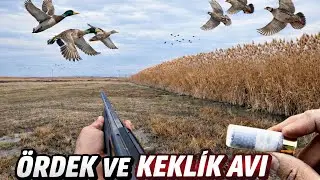 They Suddenly Shook Up in the Reeds! | Flashing Duck & Partridge Hunting | These Firecrackers Are...