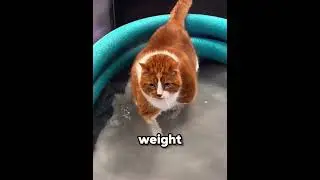 This Is How Chonky Cats Lose Weight 🐱