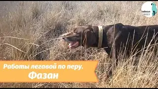 Работа легавой по перу.Фазан