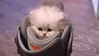 little kitty, big meow