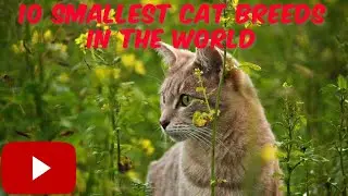10 SMALLEST CAT BREEDS IN THE WORLD,AS RAÇAS DE GATOS MAIS PEQUENAS DO MUNDO