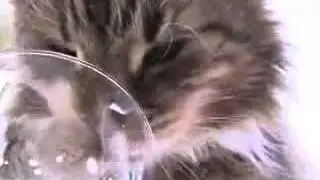 Кот ест лапой   Смешное видео