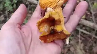 А мы в лес за грибами, на каракате.