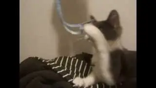 Purry Robin (rescue kitten)