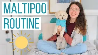 My School Morning Routine with a Maltipoo!