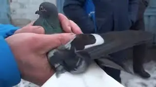 Всі йдемо ганяти голубів