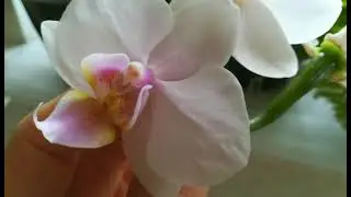 СОСТОЯНИЕ ЗРЕЮЩИХ КОРОБОЧЕК С СЕМЕНАМИ ОПЫЛЕННЫХ ОРХИДЕЙ. 🌱