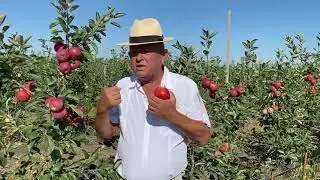 Проблемы интенсивного садоводства