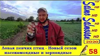 Ловля певчих птиц - Новый сезон 2020  насекомоядные и зерноядные
