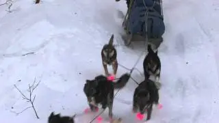 Iditarod 2011-Corral Hill--Cain Carter.mov