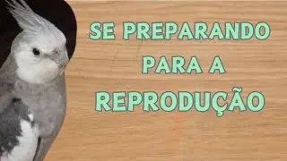COMO SE PREPARAR PARA A REPRODUÇÃO DAS AVES
