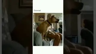 lorsque tu regardes la coupe du monde avec ton chiens 😂 2022