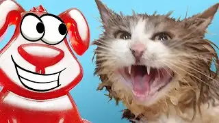 How to buy a rabid cat? Stasik the jelly dog ​​tames a mini-tiger.