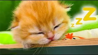 Cutest kitten in the world falls asleep