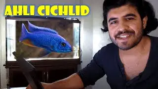 Ahli Ciklet (Ahli Cichlid) Hakkında Herşey. Erkeğin Mükemmel Rengi