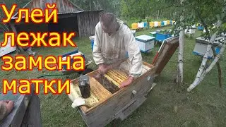 Замена матки в лежаке. Обстановка на пасеке 22.06.2020