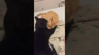 Black cat licks the Orange cat!