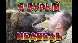 I'm a brown bear