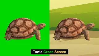Turtle Green Screen | Green Screen | Green BackGround Screen