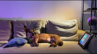 Doggo Ambient