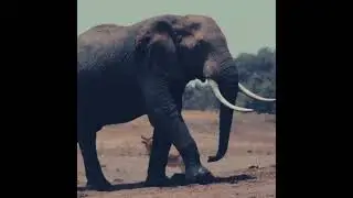 Elephant walking in an open field||#elephant #walking #shorts