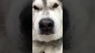 Husky Dog Grooming