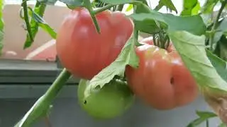 Siberian Broiler Tomato 2025