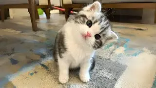 The CUTEST Kittens in the World to Brighten Up Your Day!