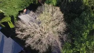 Dad’s Tree on Dundee