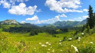 3 часа беззаботного пения птиц на цветочном лугу.