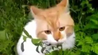 Кот говорит Оооооо, чуваки