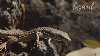 Chameleon Colour Changes  || part - 3 #lizards #reptiles