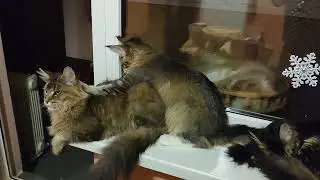 Сеанс массажа Мейн-куны.Мама и дочь #мейнкун#котята#домашниеживотные#котятамейнкун #mainecoon#kitten