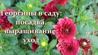 Георгины для букетов и бордюров: посадка, выращивание, уход