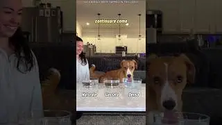 Dogs tasting strange water... Their reactions 😂🐶