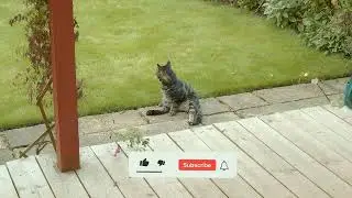 Sweets Cats Videos🐱🐈🦊