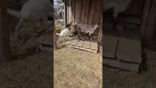 Майнкрафт, но я у бабушки