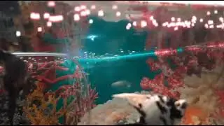 kasih makan ikan ikan gemoy