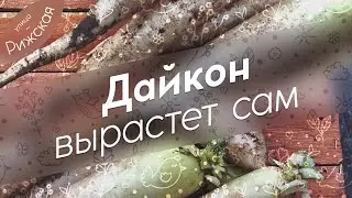 Дайкон вырастет сам 🥬 Японская редька из семейства капустные