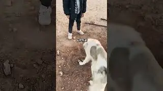 Digging for One Last Goodbye