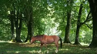 Green Screen Effect In Premiere Pro