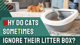 Why Do Cats Sometimes Ignore their Litter Box?