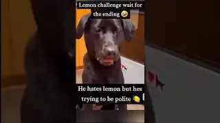 【Ｌｅｎｏｎ　Ｐｅｔ】O Último é o Melhor -