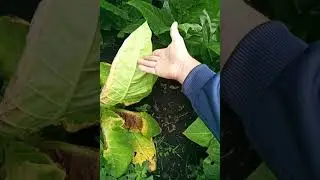 Измир осбис
